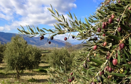 Balıkesir ve Çanakkale'deki 9 zeytinlik kiraya verilecek!