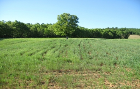 Hazine arazileri satışından 1.7 milyar TL gelir elde edildi!