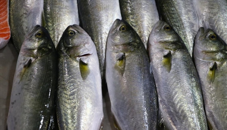 Bu mevsimde bollaşması beklenen lüferde şok! Fiyatını duyunca “yok artık” diyeceksiniz!