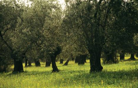 Bornova'da satış memurluğundan 6.7 milyon TL'ye zeytin ağaçlı tarla!