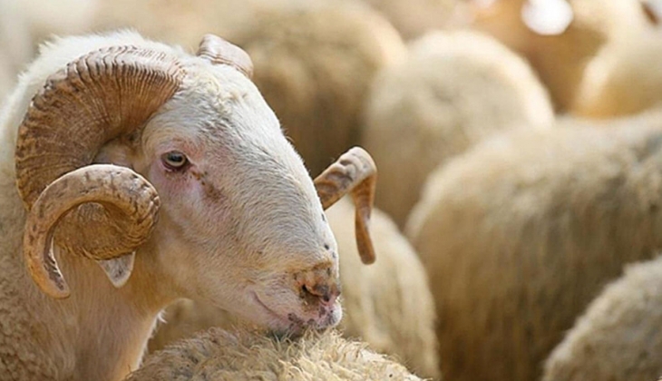Kurbanlık fiyatları bu yıl ne kadar oldu? İşte il il büyükbaş küçükbaş kurban fiyatı!