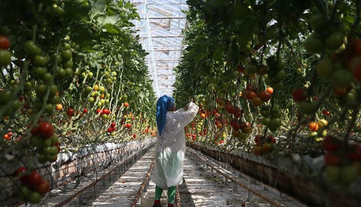Çiftçilere 50 milyon TL kredi müjdesi! Seracılıkta tarihi yatırım fırsatını kaçırmayın! İşte kredi detayları...