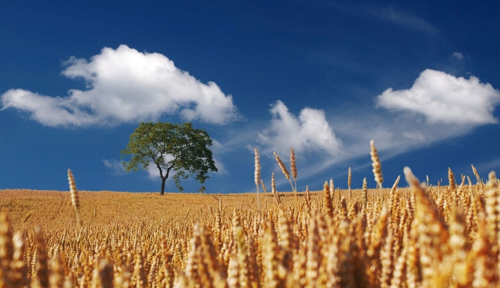Buğday fiyatlarında son dakika! Buğday bugün kaç TL? TMO, Edirne, Polatlı Ticaret Borsası 23 Haziran 2022 fiyat listesi
