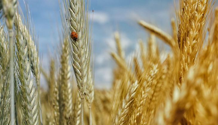 Çiftçiler şimdi buğday, arpa, mısır fiyatlarına bakın! Borsalar peş peşe açıkladı! Buğday, arpa, mısır bugün kaç lira?
