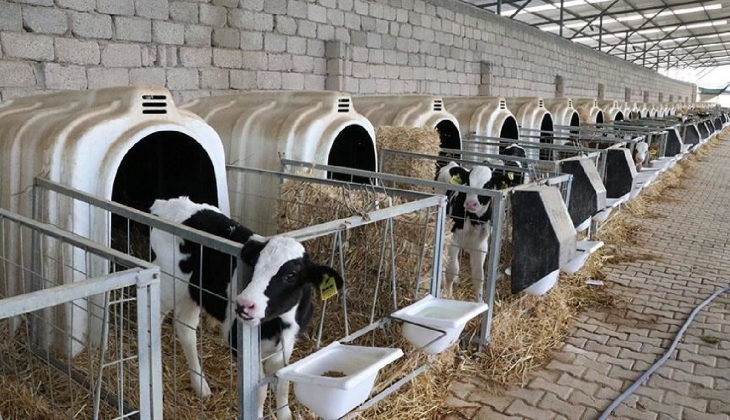 Çiftçiler müjde: Hayvansal üretim için kredi desteği geliyor! Kırsal kalkınma projeleri için harekete geçildi!