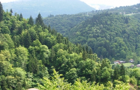 ormancılık yönetmeliği