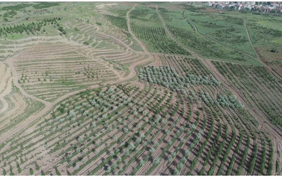 Atatürk Orman Çiftliği'ndeki 74 dönüm arazi metrekaresi 1.5 TL'den kiraya verilecek! 