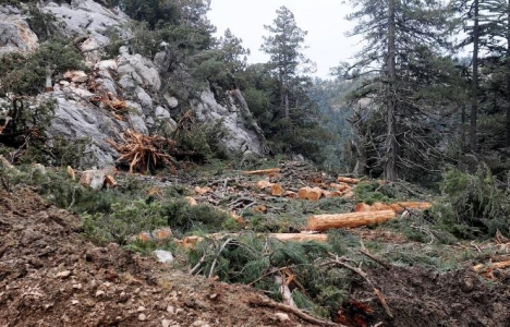 Ekizce Yaylası ndaki mermer ocağı çalışmaları ormanı etkiledi!