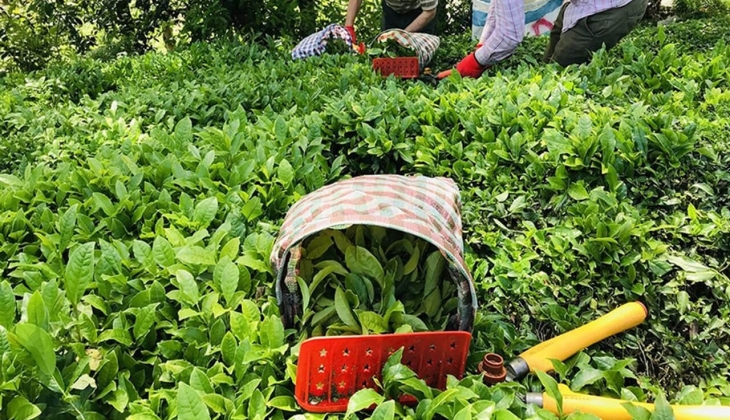 Migros ta Tirebolu Filiz Çay 21 TL ye düştü! Migros ta çay fiyatları ne kadar? İşte 9 Haziran 2022 fiyat listesi