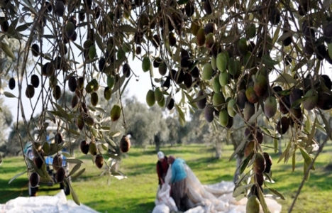 Manisa'daki zeytinlik arazileri köylülere kiralanacak!