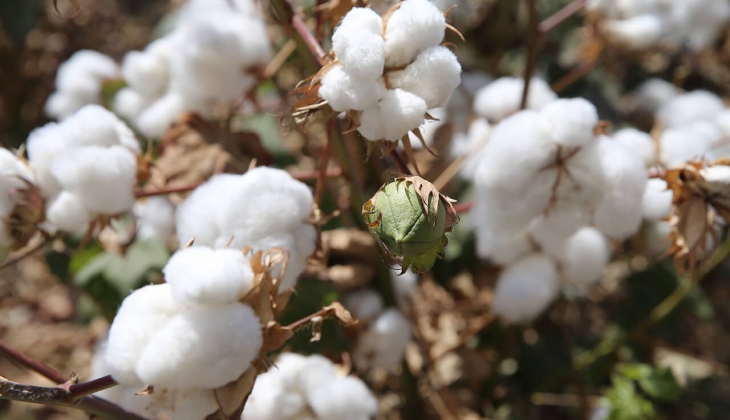 Merakla beklenen preseli lif pamuk satış ihalesi duyuruldu! İşte detaylar…