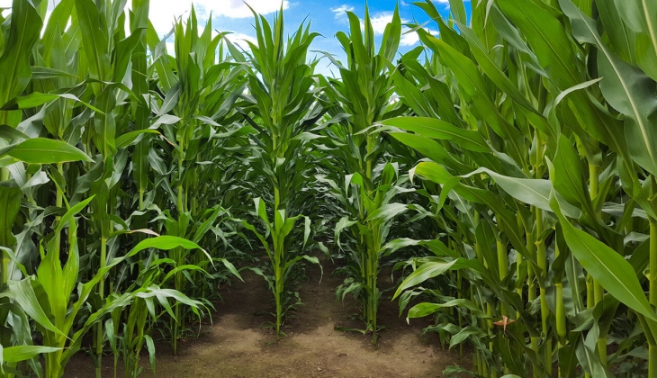 Buğday ve mercimekten sonra mısır fiyatları da zirvede! İşte 26 Ocak 2023 fiyat listesi…