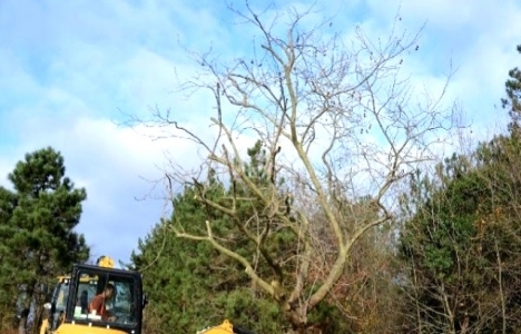 Emlak Konut Köy projesi için ağaç taşıma işlemi başladı!
