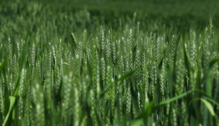 Türkiye en çok buğday ithal eden 3. ülke oldu! BM Gıda Görünümü Raporu nda resmen açıklandı! İşte sebebi...