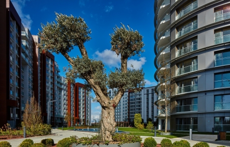 Tema İstanbul Evleri iletişim