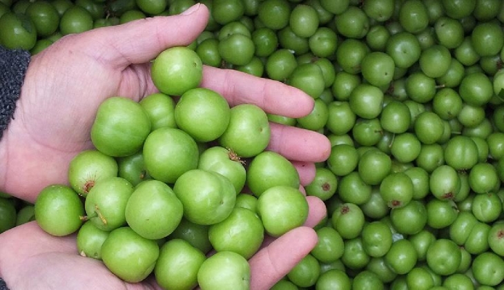 Erik fiyatları görenleri hayrete düşürdü! Tanesi ayrı kilosu ayrı fiyata satılıyor!