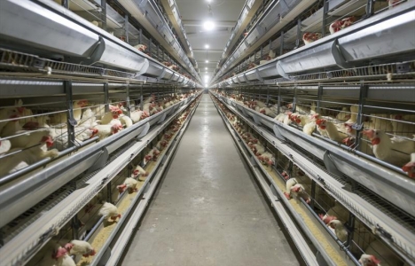 Gaziantep Yumurta Tavukçuluğu Üretim Tesisi için halk toplantısı 21 Nisan'da!