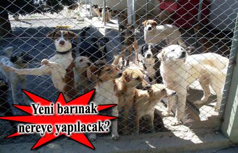 Ataşehir hayvan barınağı taşınıyor!