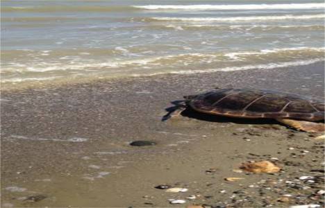 İstanbul Akvaryum, bir Caretta Caretta’nın daha hayatını kurtardı!