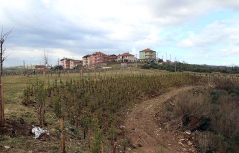 Kandıra'ya yeni Kent Ormanı!