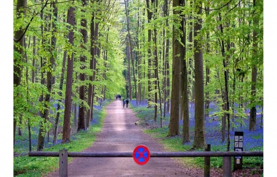 Yanan ormanlar yerleşime ve turizme açılabilir mi?