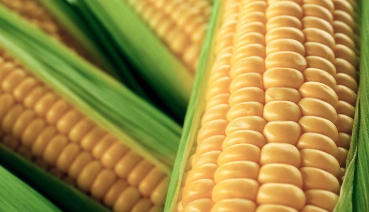 Sert buğday 8,5 TL’ye mercimek 14,5 TL’ye mısır ise 5,65’TL ulaştı! İşte 14 Ocak 2023 fiyat listesi…