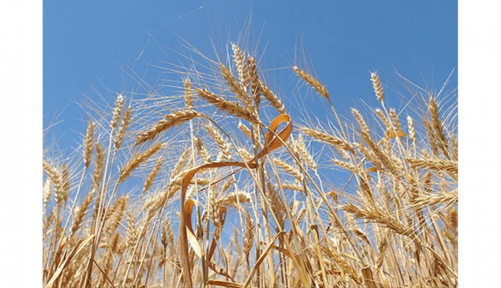 Tarım ihracatında yeni hedef tam 50 milyar dolar!