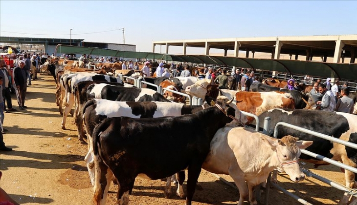Kurbanlık fiyatları belli oldu! Kurbanlık dana, koyun, koç, keçi fiyatları ne kadar?