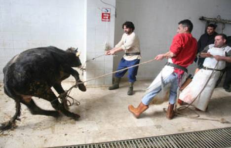 Kadıköy Belediyesi 2014 yılı kurban kesim yerleri...