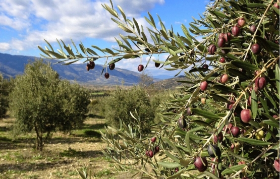 Ücretsiz tahsis edilecek sahaların başvurusu için son gün!