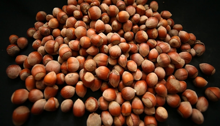 Güncel fındık fiyatları ne kadar? Trabzon, Ordu, Giresun fındık fiyatları belli oldu! 16 Mart 2023 fındık fiyat listesi