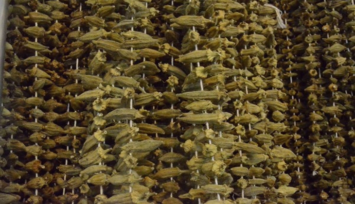 O sebzenin kilosu gram altınla yarışır hale geldi!