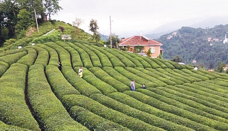 Çay ihracatı yılın 9 ayında yüzde 23 oranında arttı
