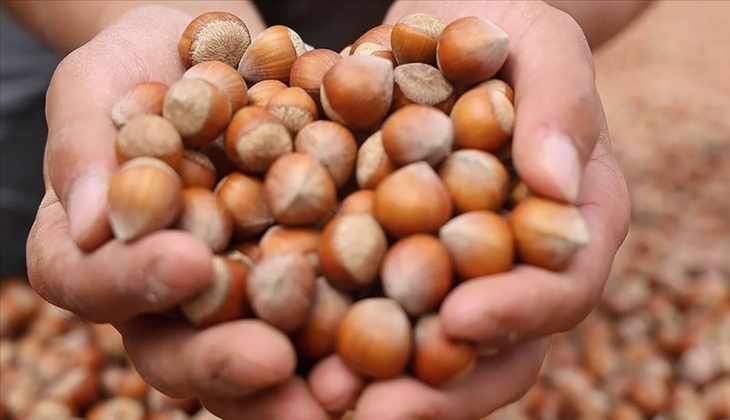 Fındık fiyatlarında son dakika! 2024 te cepleri yakacak dev zam geliyor!