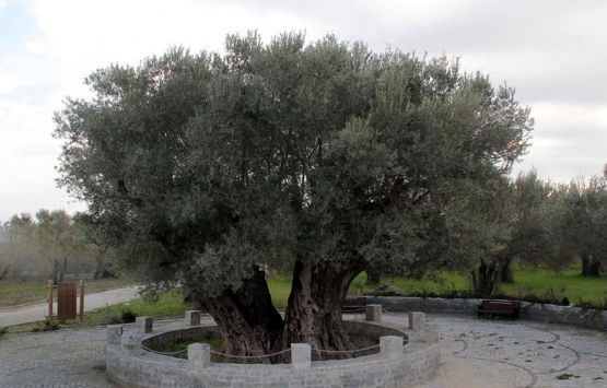 Satılık zeytinliklere Kovid-19 talebi!