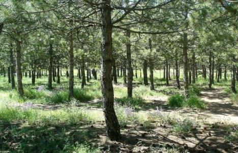 ODTÜ Ormanı arazisine AVM ile cami yapılabilecek!