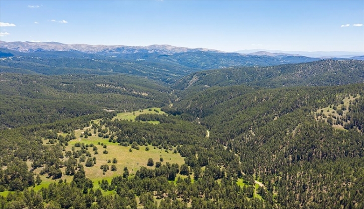 Son Dakika! Ankara da ormanlık alanlara girişler yasaklandı!