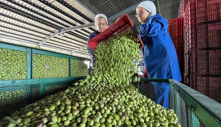 Sofralık zeytinin başkentinde hedef 130 bin ton ihracat! Zeytin fiyatları ne kadar? İşte 2 Kasım 2022 fiyat listesi...