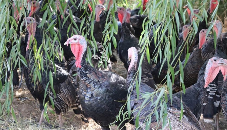 Yılbaşı hindisinin kilogram fiyatı belli oldu! İşte hindi 7 Aralık 2022 fiyat listesi...