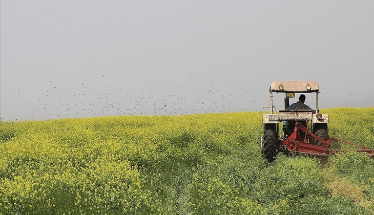 Toprak Mahsulleri Ofisi mayısta yem bitkilerini yem sanayicilerine destekli fiyattan satmaya devam edecek!