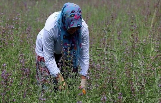 Hazine arazilerinin kiralanması