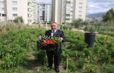 Bursa'da 17 milyon liralık arsada isot yetiştiriliyor!