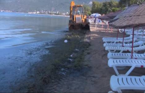 Erdek'in Ocaklar plajlarını yosunlar sardı!