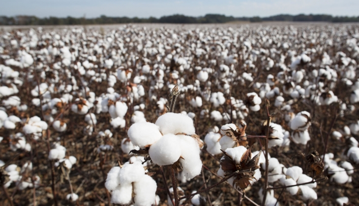 Üretici, pamuktaki fiyatın gözden geçirilmesini bekliyor!