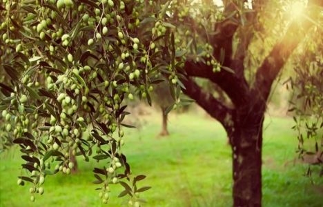 Zeytinlikleri imara açacak yasa 7. kez Meclis'e gelecek!