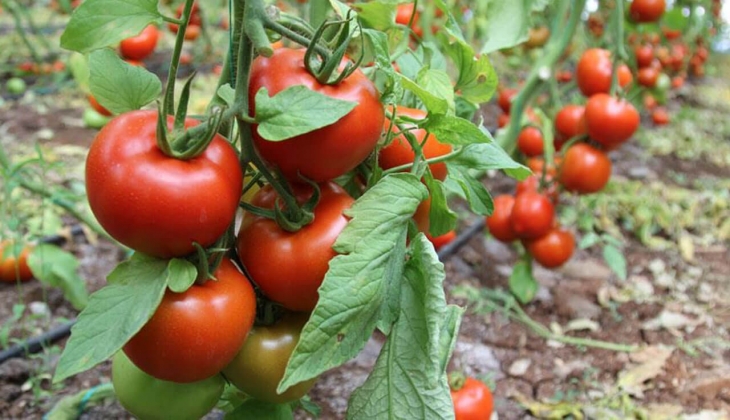 Domates tarihi zirveyi gördü! Halde kg fiyatı 15 TL olan domates A101, Carrefoursa, MİGROS ta kaç TL? İşte fiyat listesi