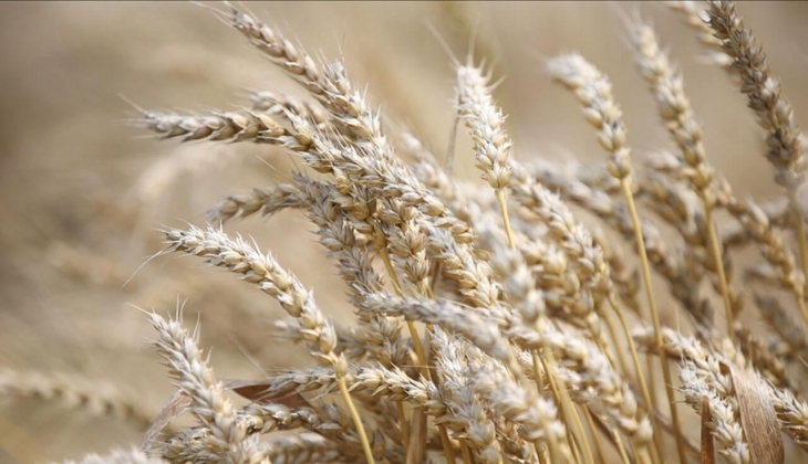 Türkiye en çok buğday ithal eden 3. ülke oldu! BM Gıda Görünümü Raporu nda resmen açıklandı! İşte sebebi...