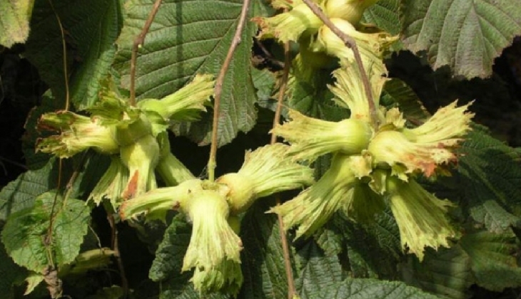 Karadeniz’de fındık hasadı resmi olarak başladı!