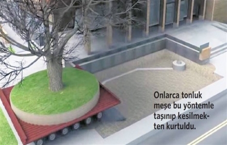 ABD'de 250 yıllık meşe 400 bin dolara mal olan çalışmayla taşındı!