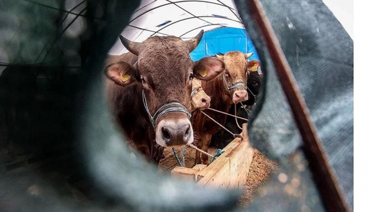 2023 vekaletle kurban kesim bedelleri belli oldu! Vekaletle kurban kesim fiyatı ne kadar oldu?